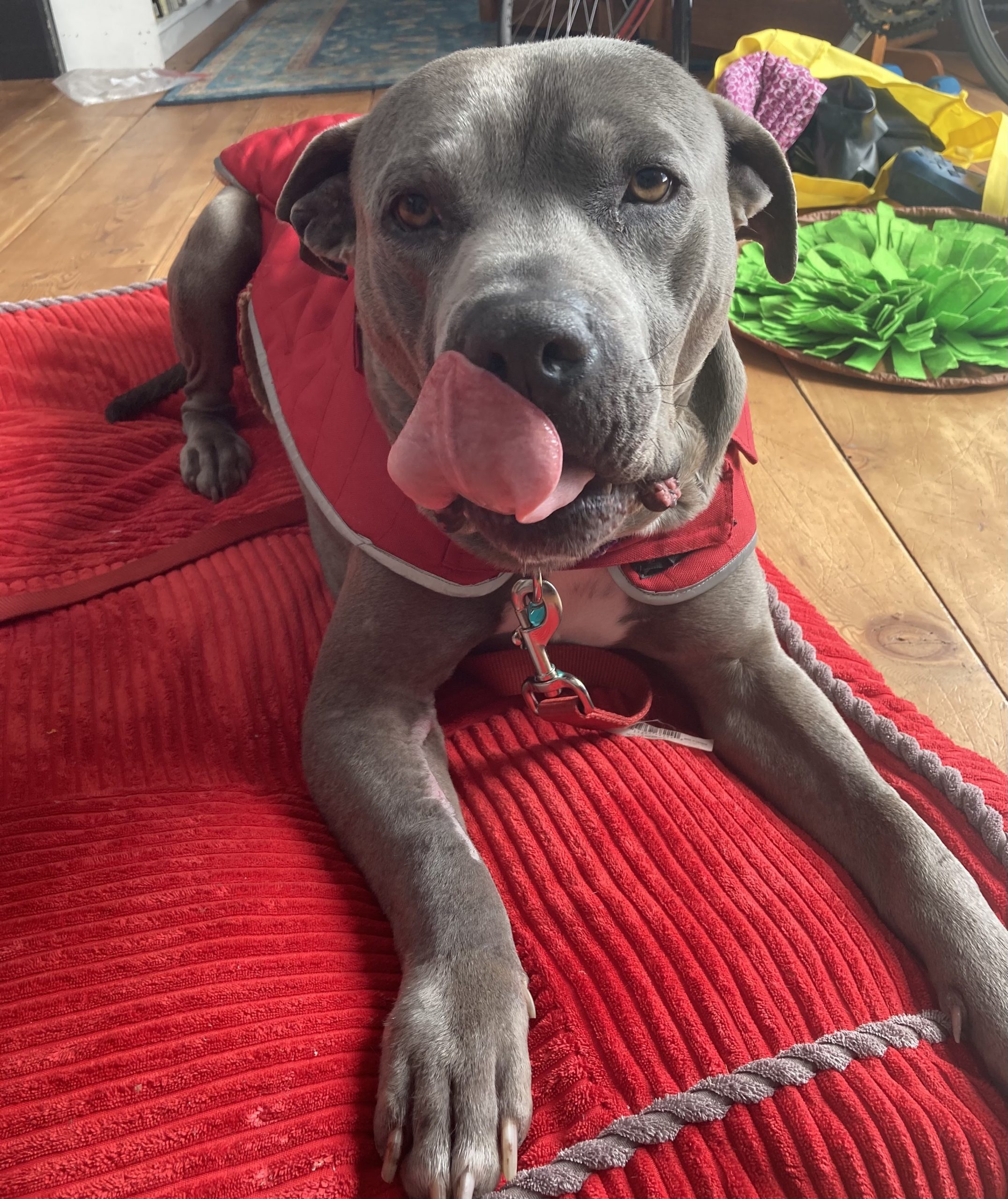 Foster Box - Sponsor a Foster Pittie - Image 4