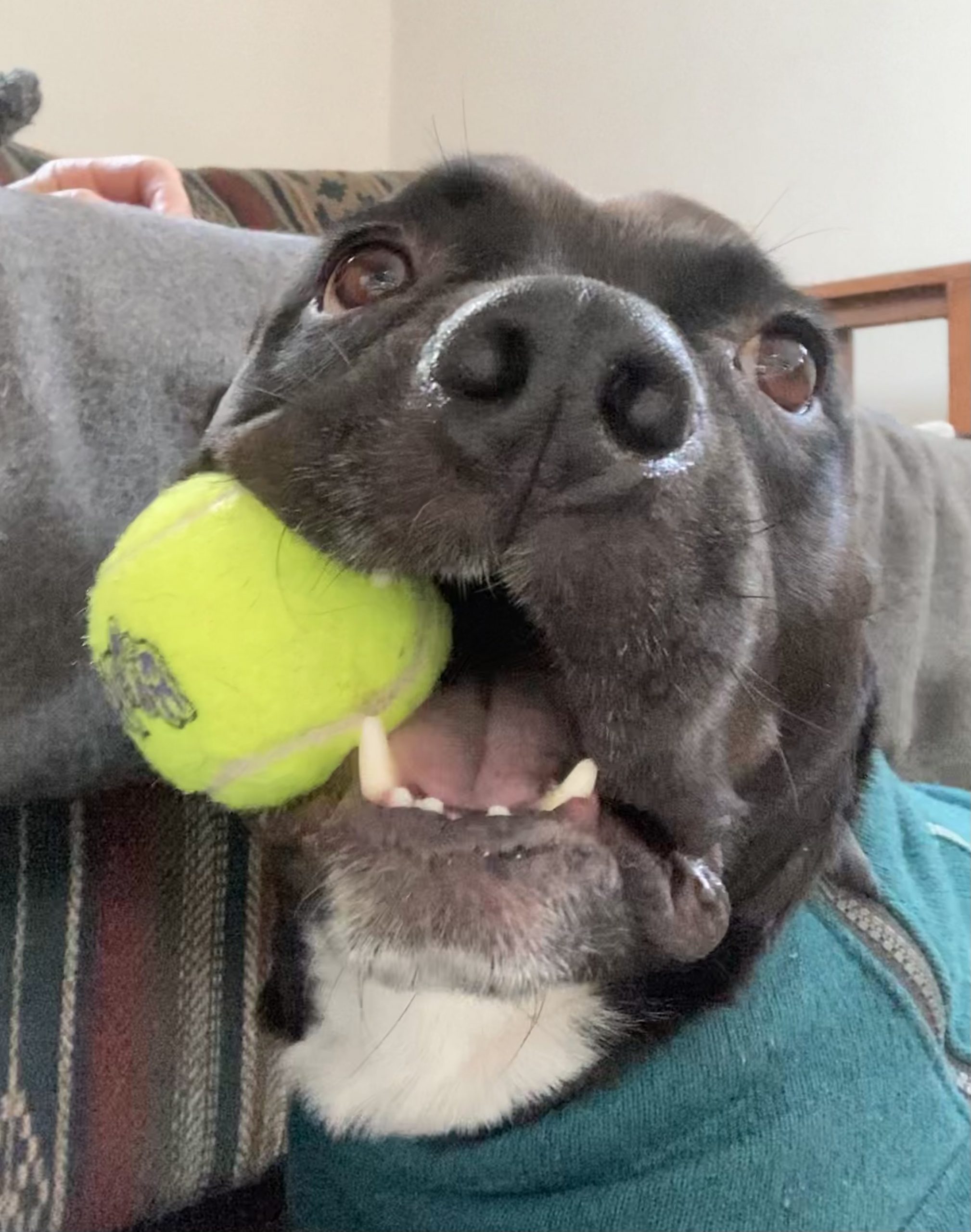 Foster Box - Sponsor a Foster Pittie